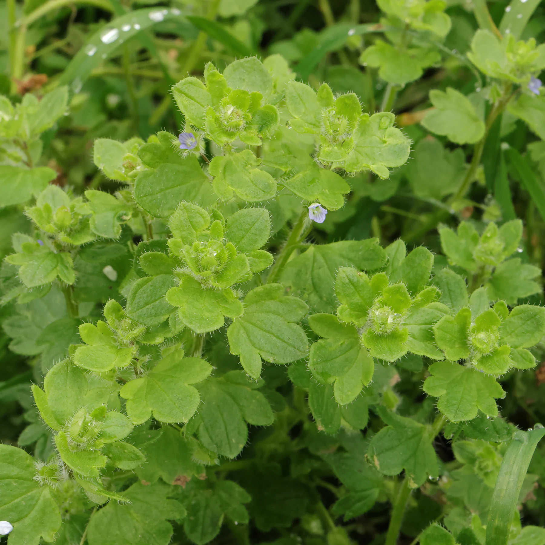 Veronica hederifolia