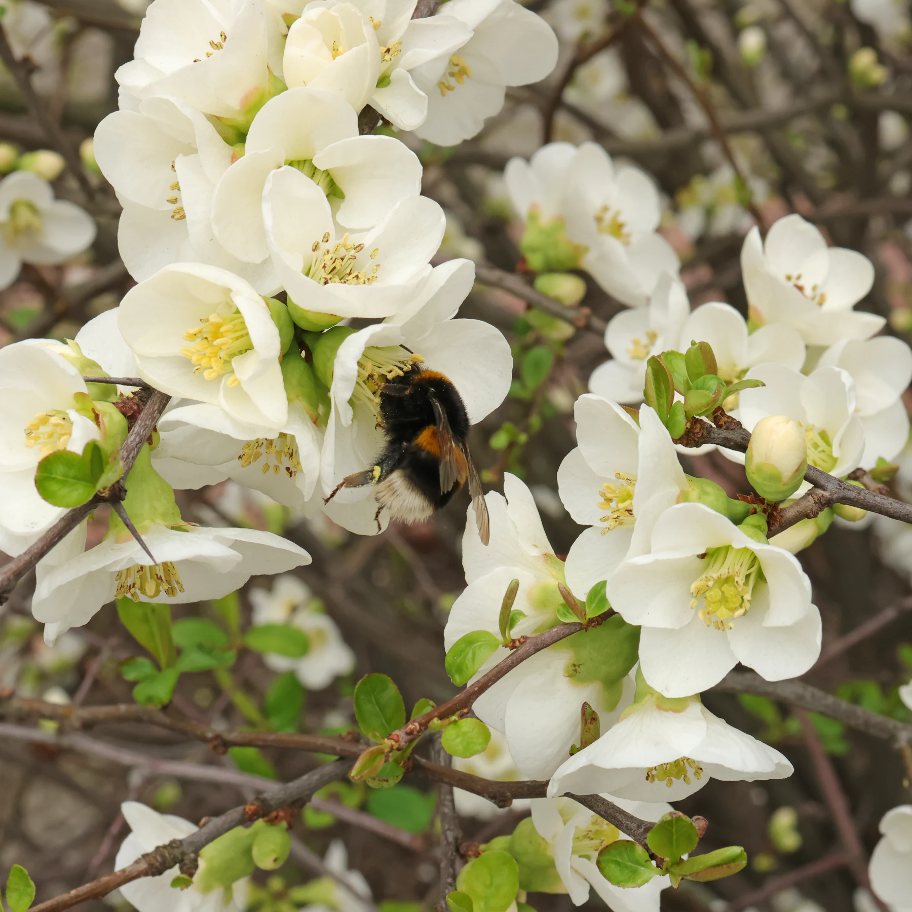 Zierquitte weiße Blüten