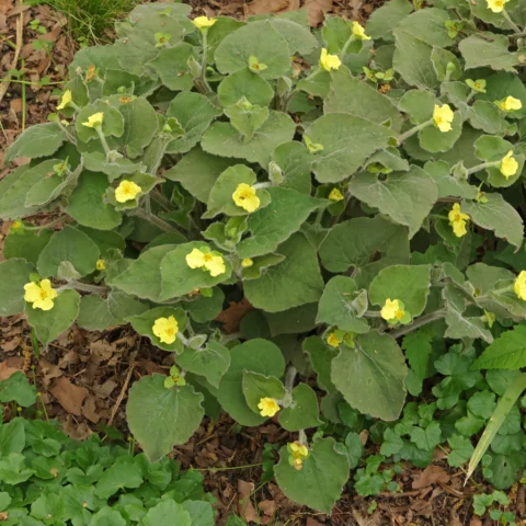 Herzblattwurz Saruma henryi