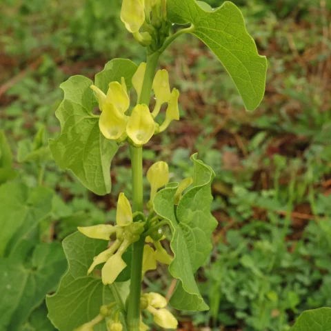 Osterluzei Aristolochia clematitis