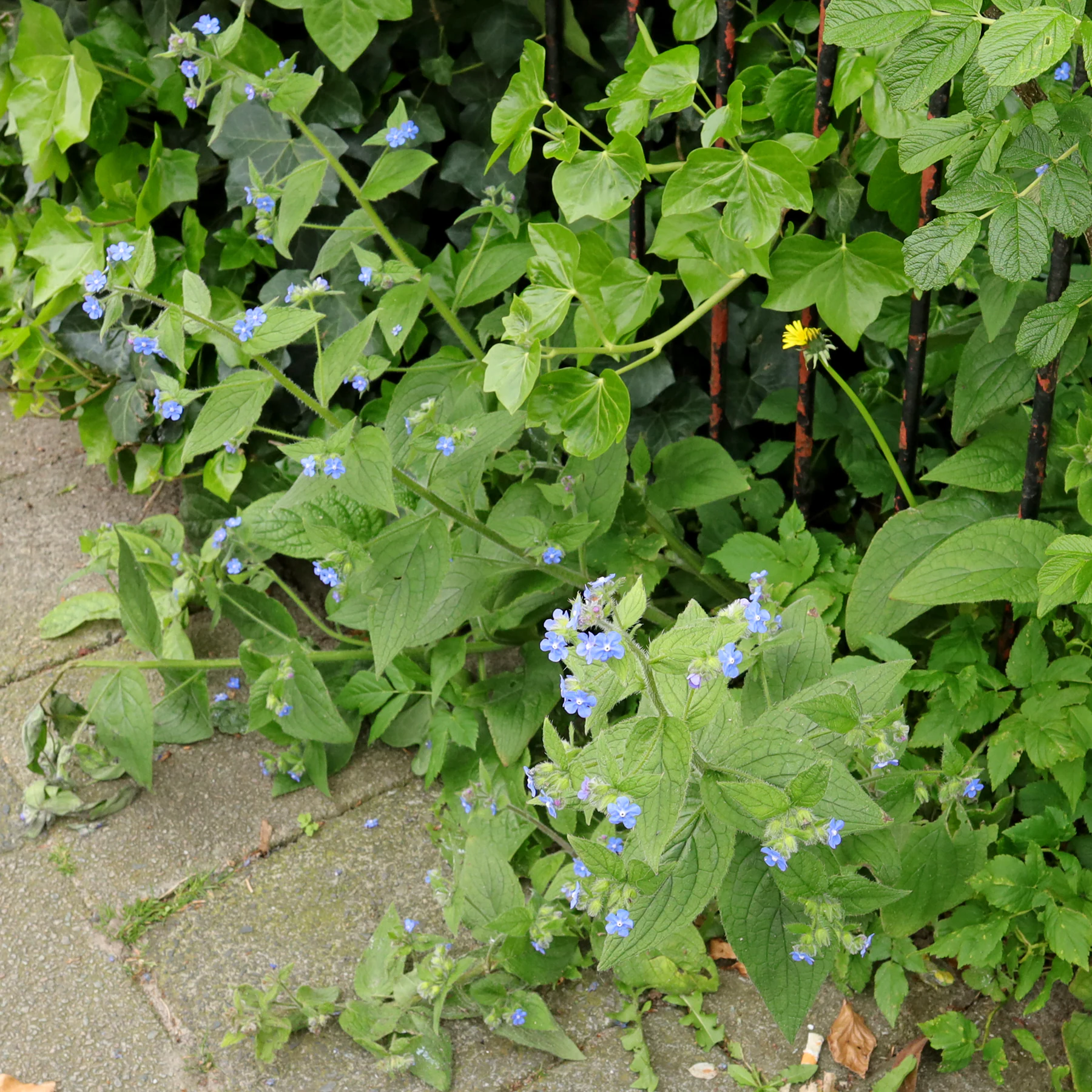 Ausdauernde Ochsenzunge