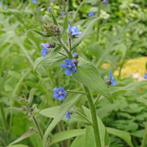 Pentaglottis sempervirens Ausdauernde Ochsenzunge