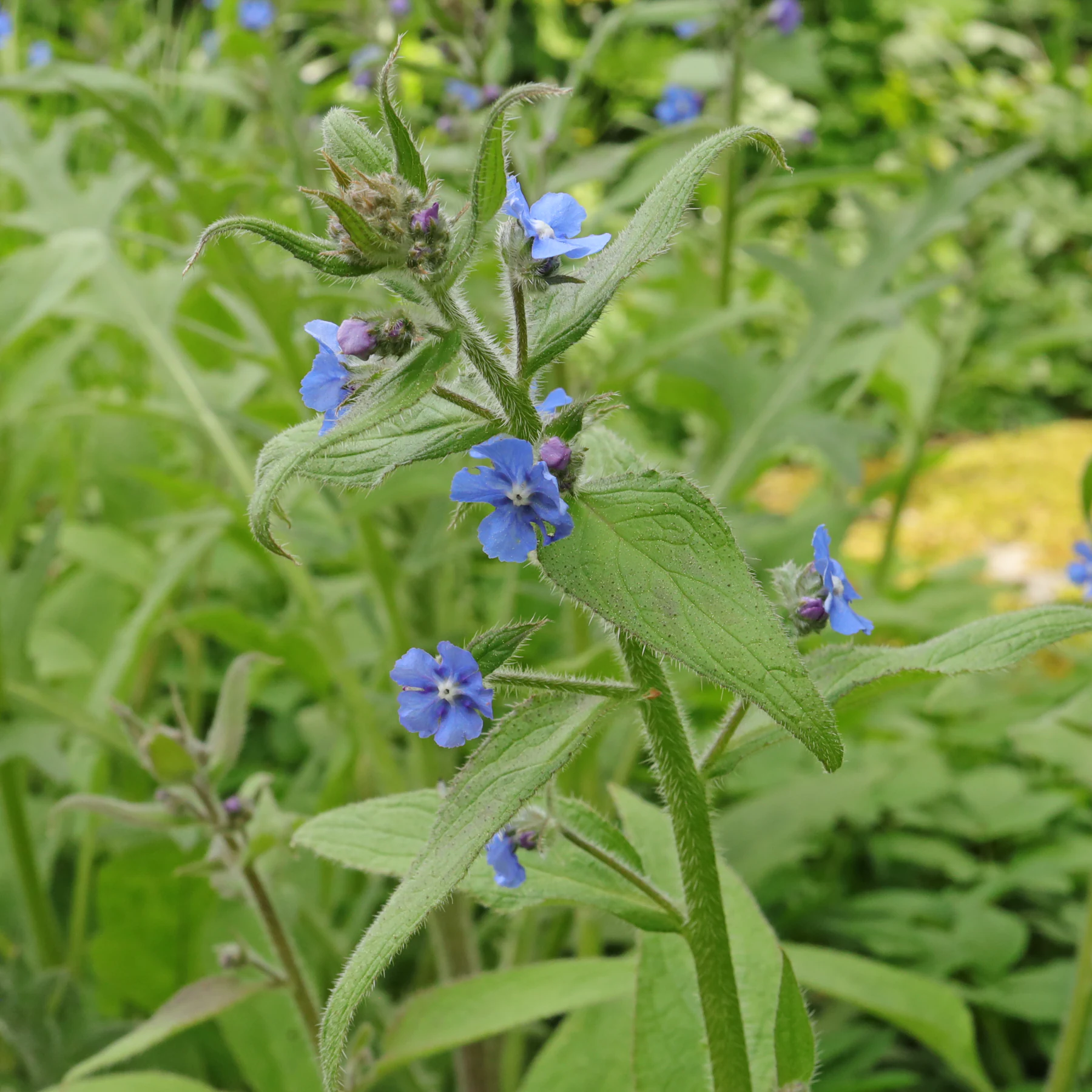 Pentaglottis sempervirens Ausdauernde Ochsenzunge