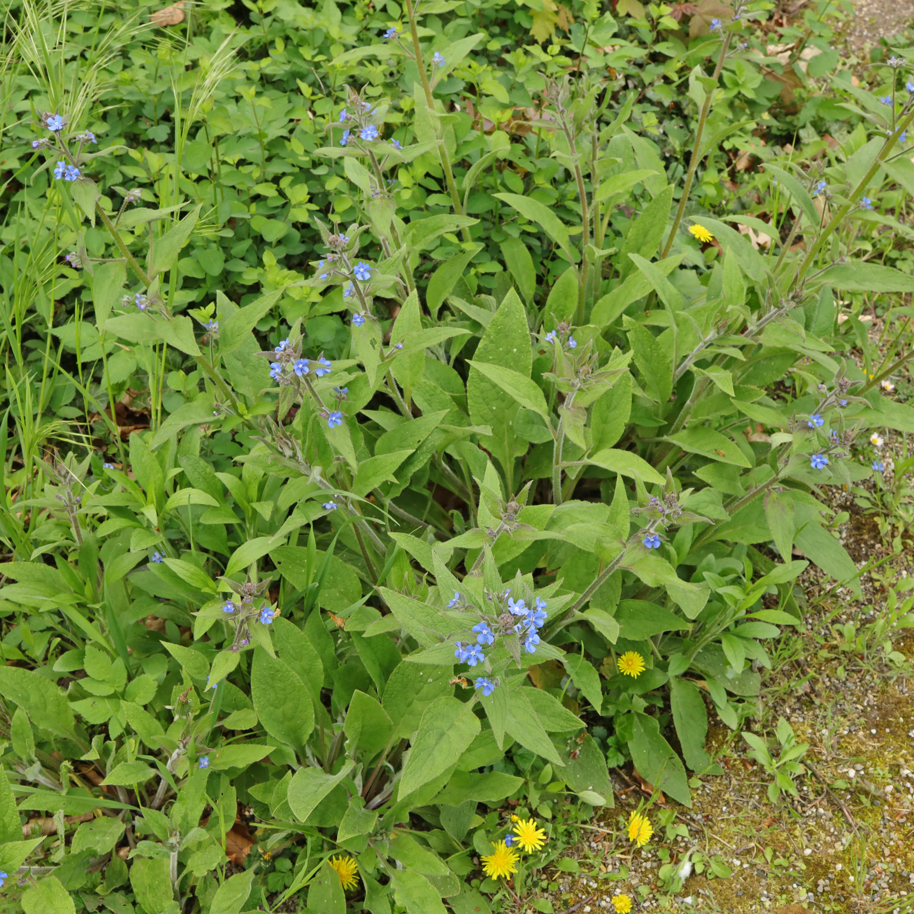 Pentaglottis sempervirens Immergrüne Ochsenzunge
