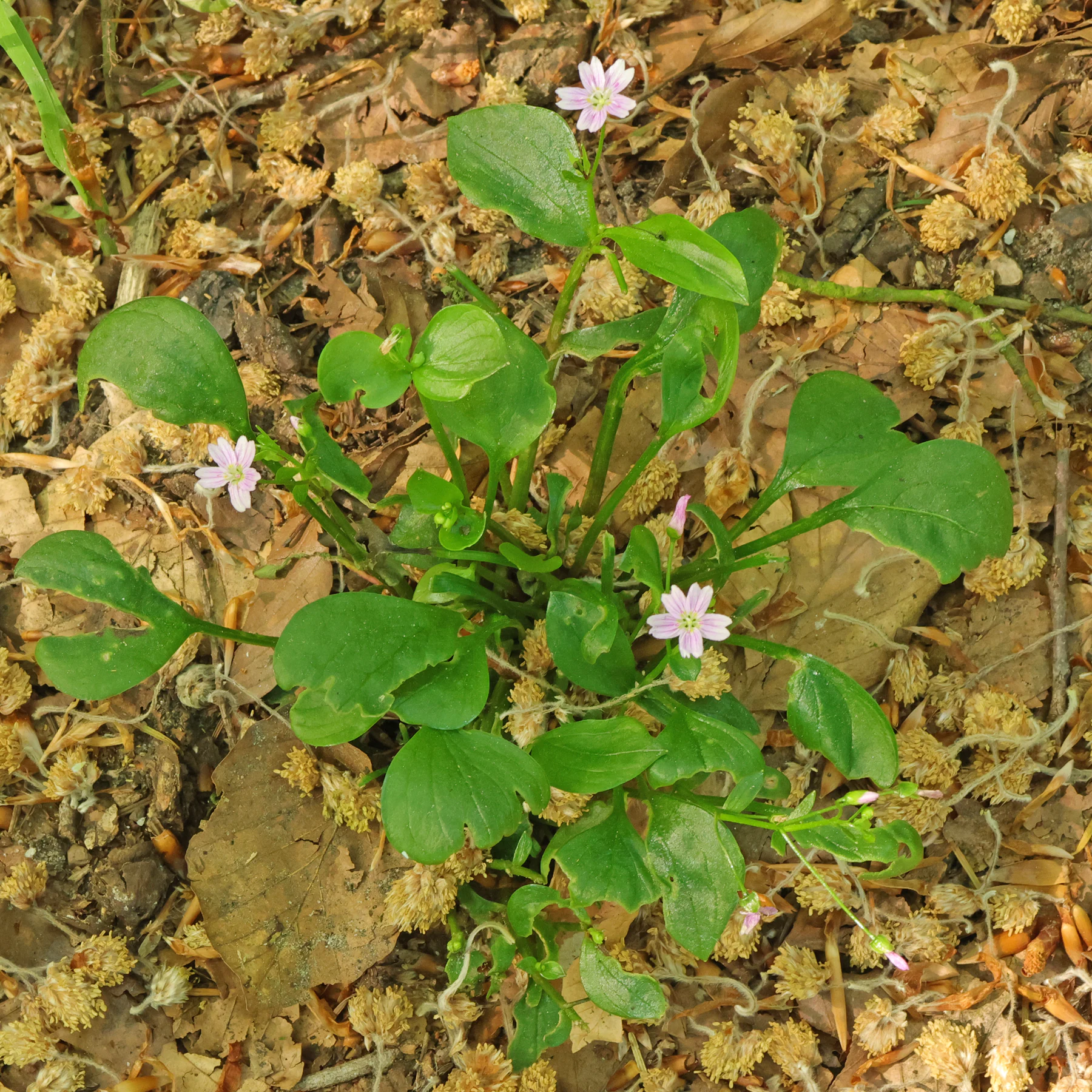 Sibirischer Portulak