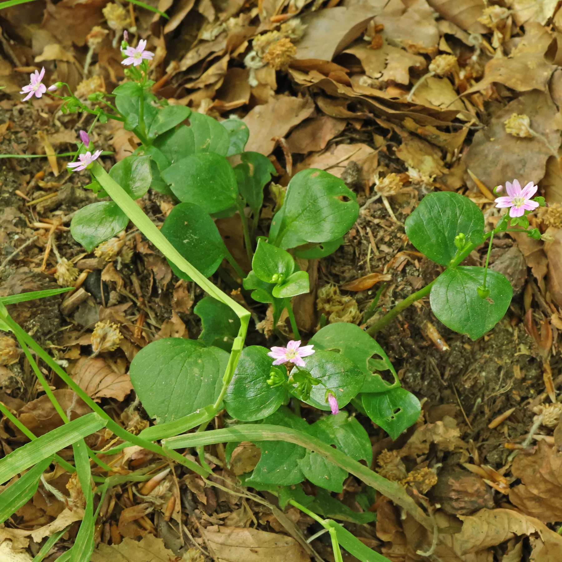 Sibirisches Tellerkraut Claytonia sibirica