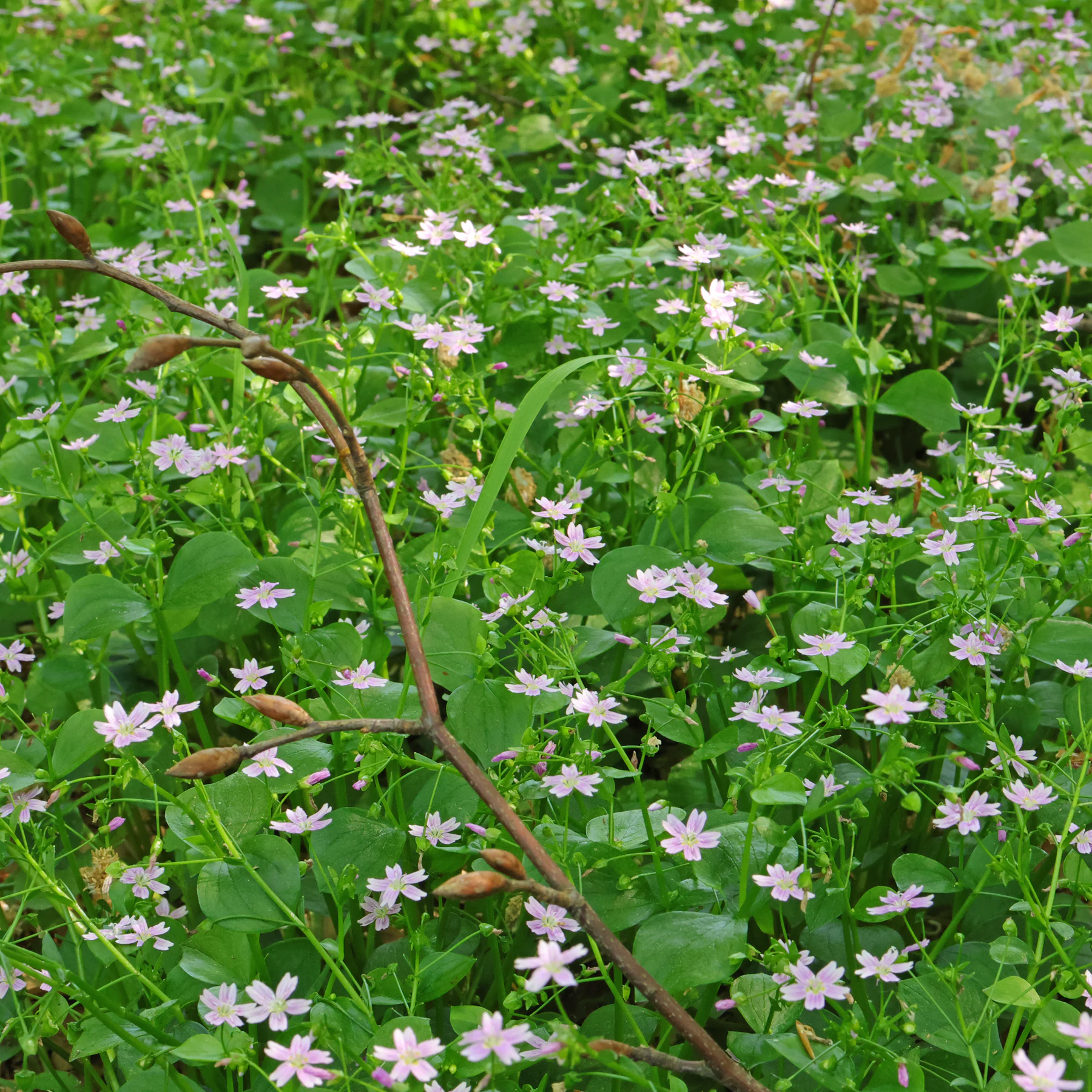Sibirisches Tellerkraut