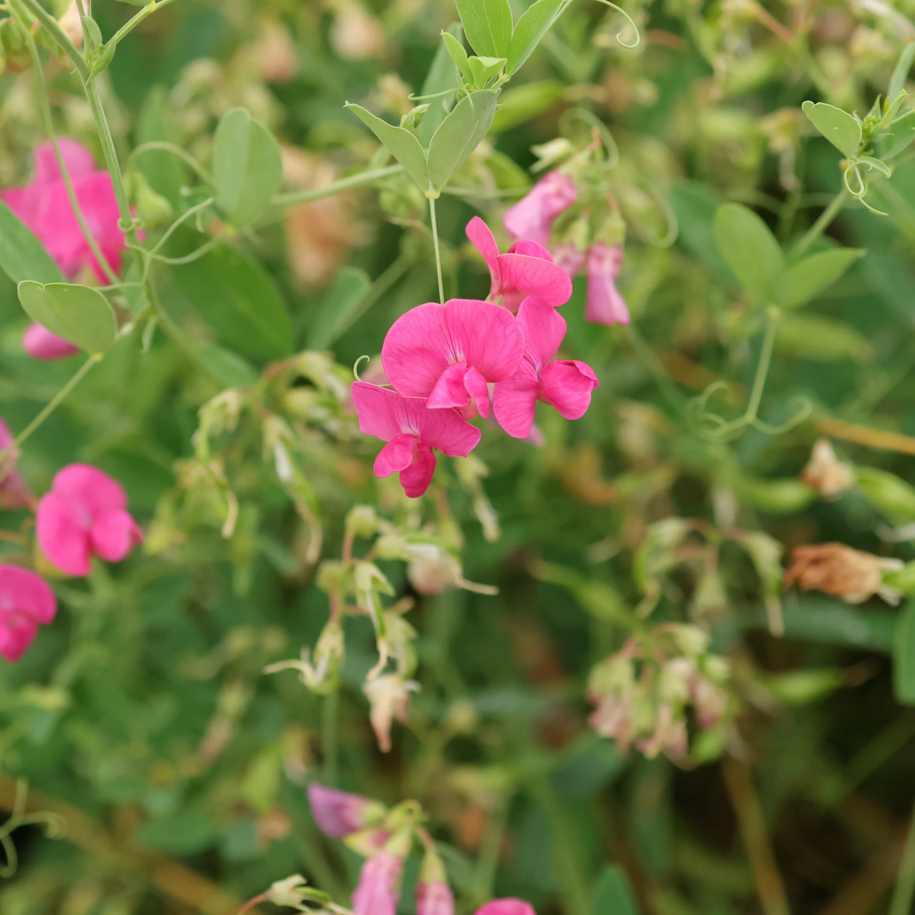 Lathyrus tuberosus Erdnuss Platterbse