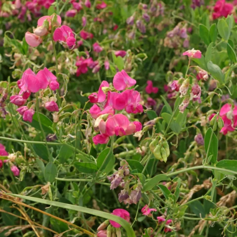 Lathyrus tuberosus Knollen Platterbse