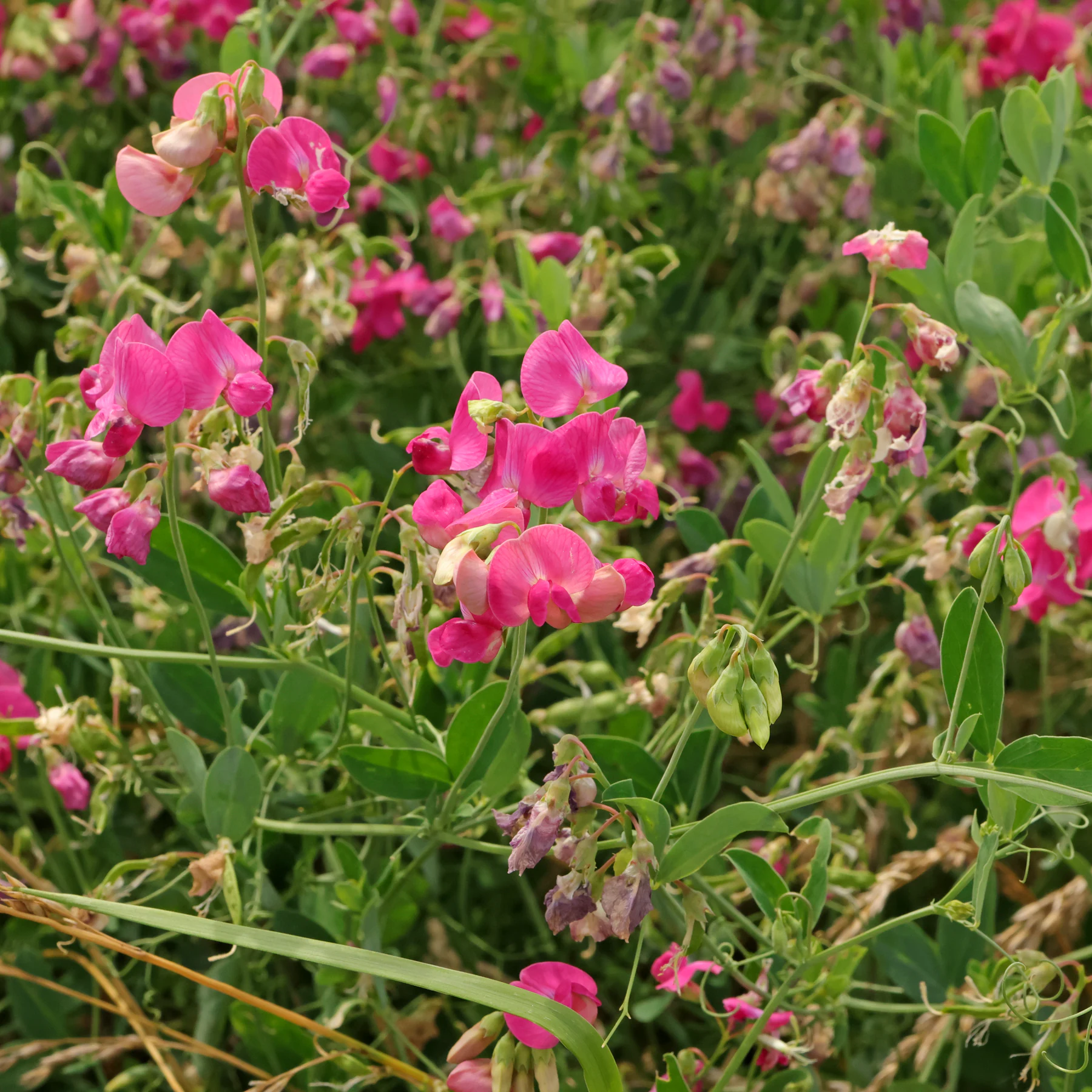 Lathyrus tuberosus Knollen Platterbse