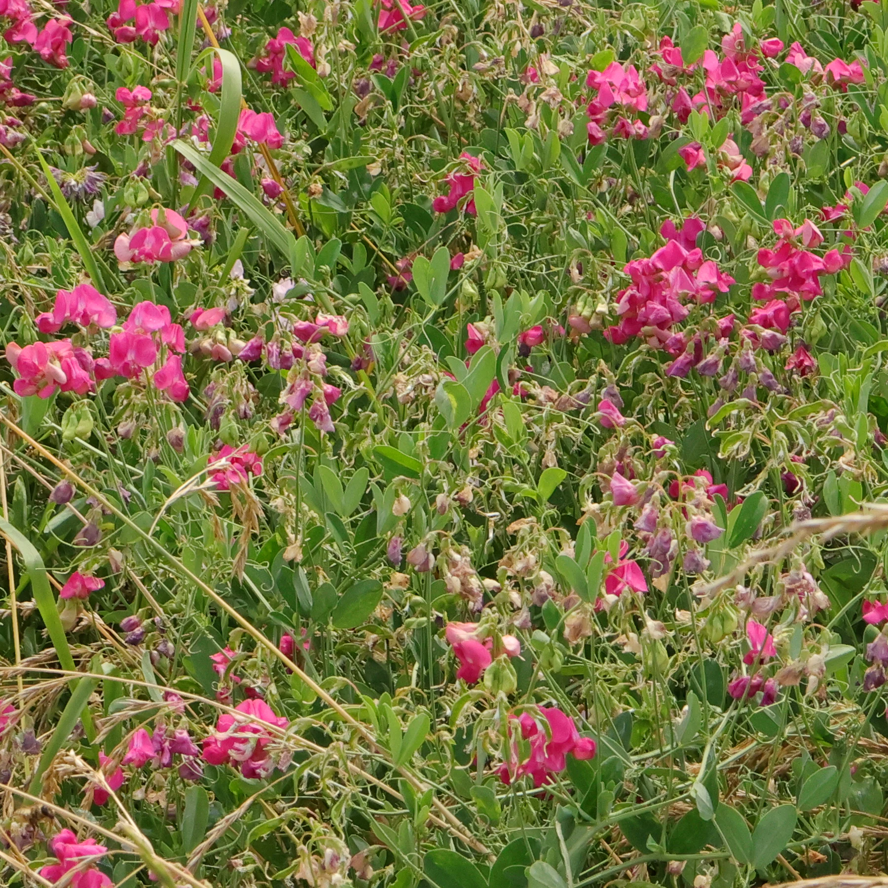 Lathyrus tuberosus Knollige Platterbse