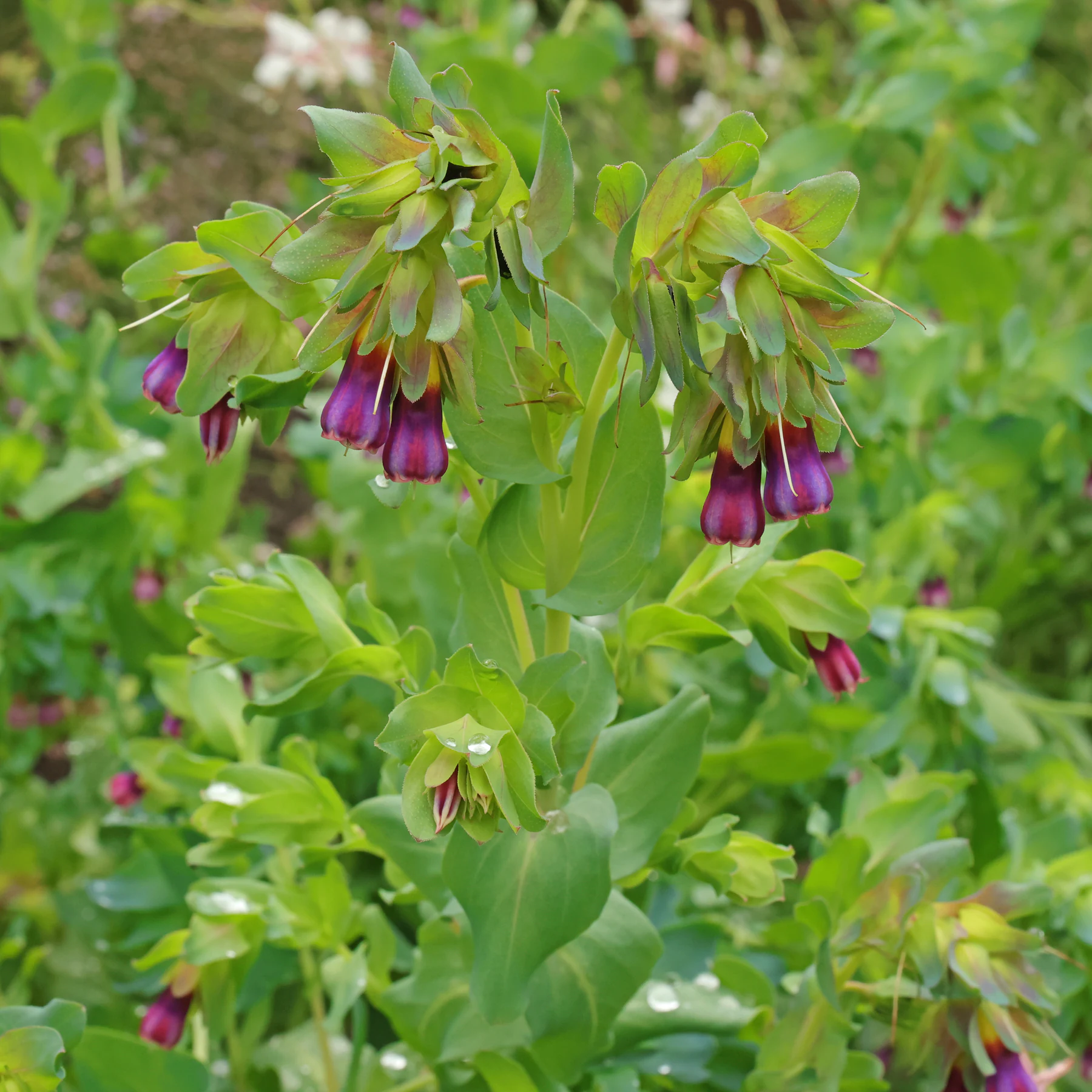Große Wachsblume Cerinthe major