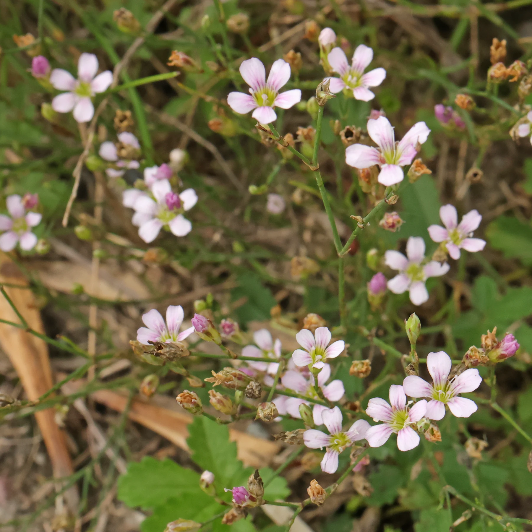 Petrorhagia saxifraga Steinbrech Felsennelke