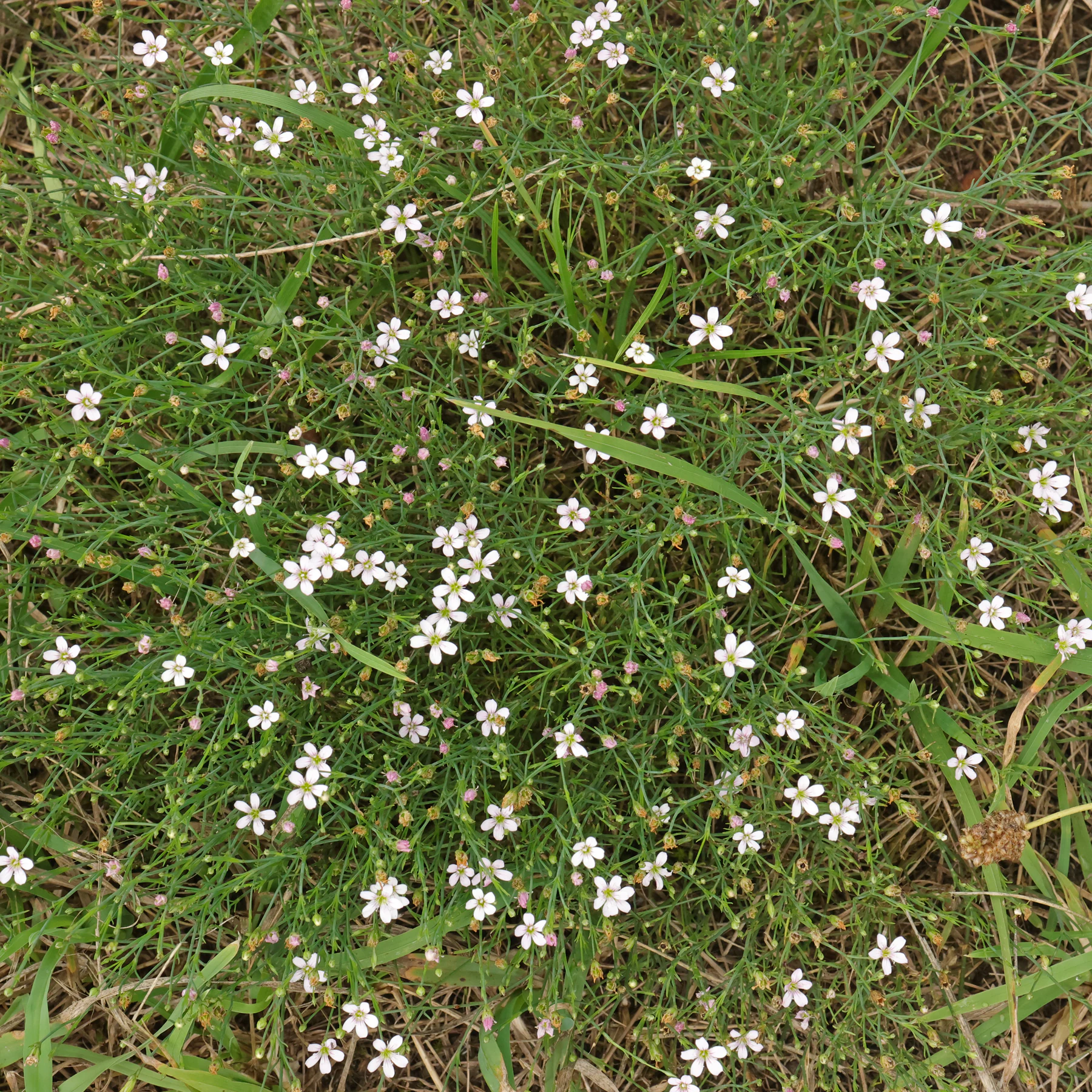 Steinbrech Felsennelke