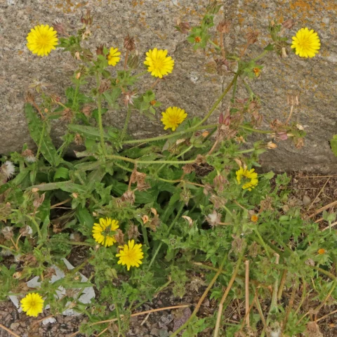 Helminthotheca echioides Natternkopf Bitterkraut