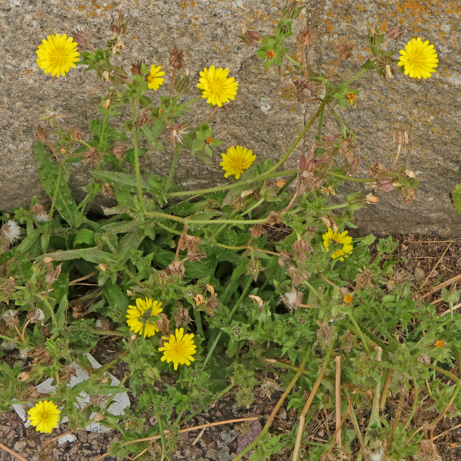 Helminthotheca echioides Natternkopf Bitterkraut