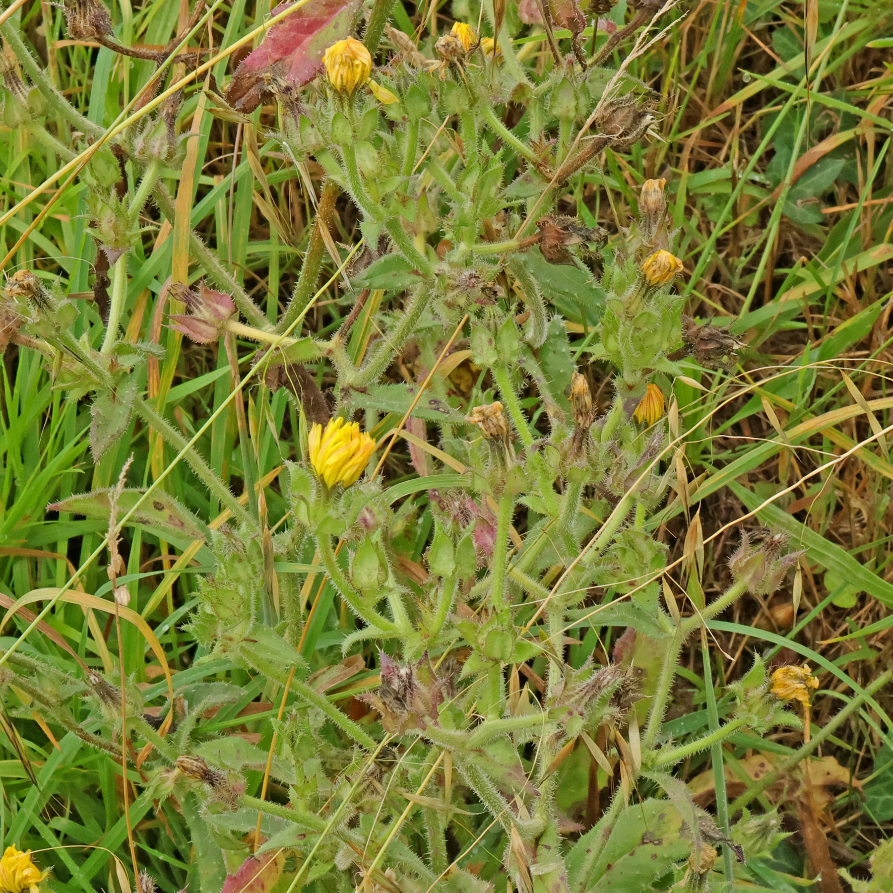 Helminthotheca echioides