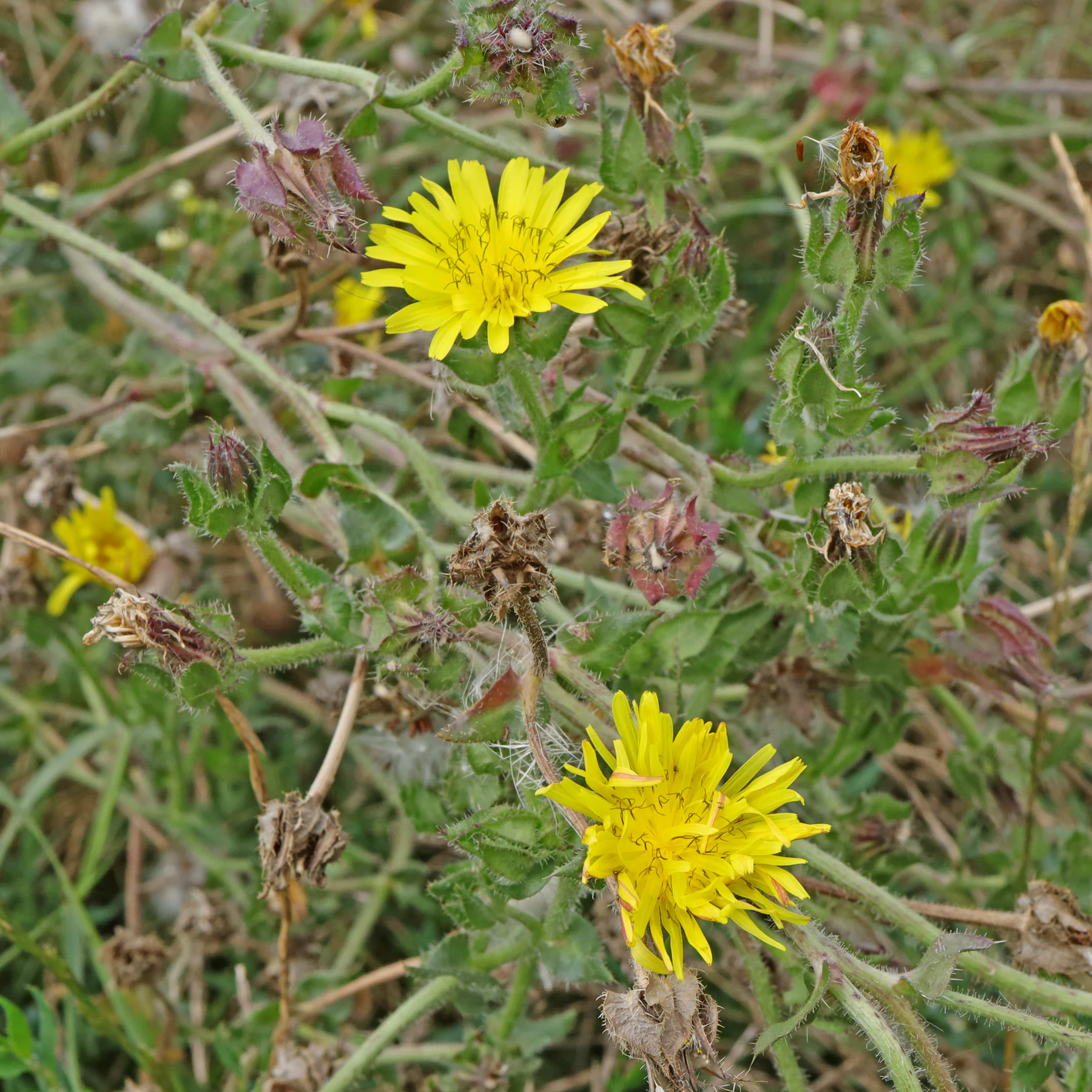 Natternkopf Bitterkraut