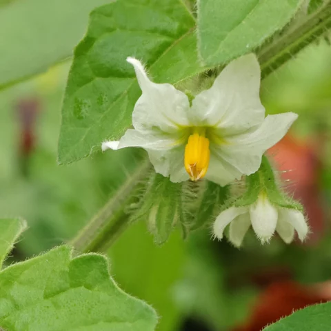 Saracho Nachtschatten Haariger Nachtschatten