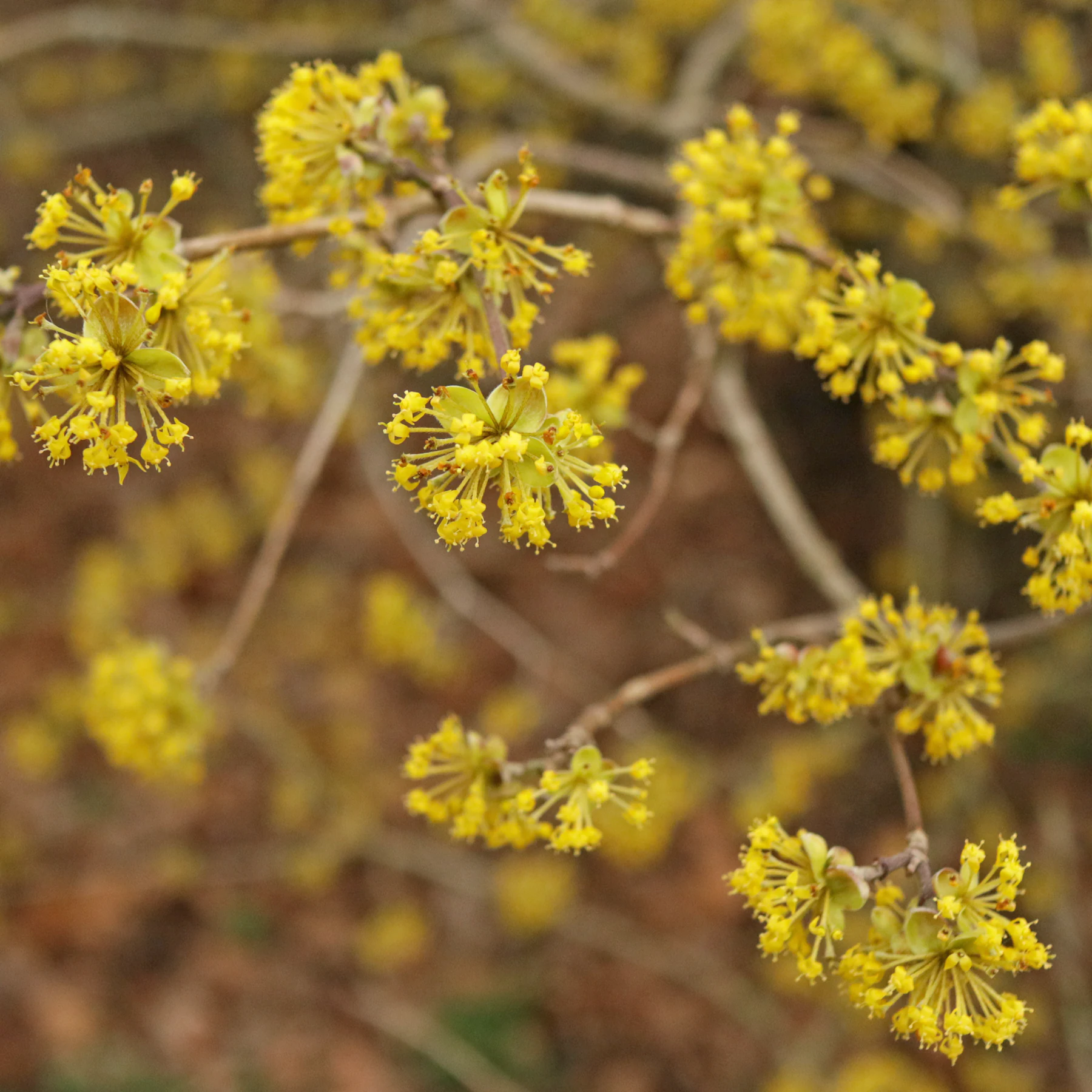 Kornelkirsche Cornus mas