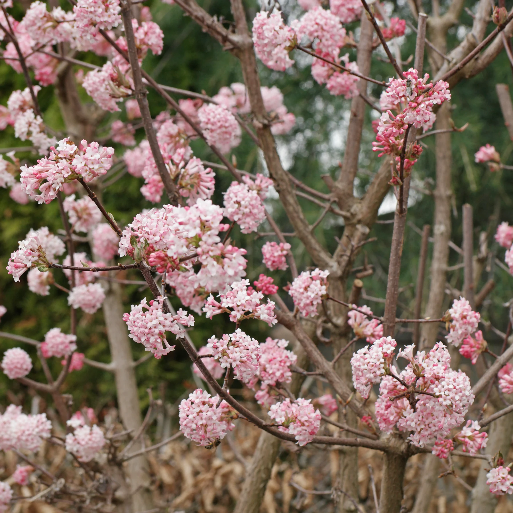 Winter Schneeball Viburnum × bodnantense