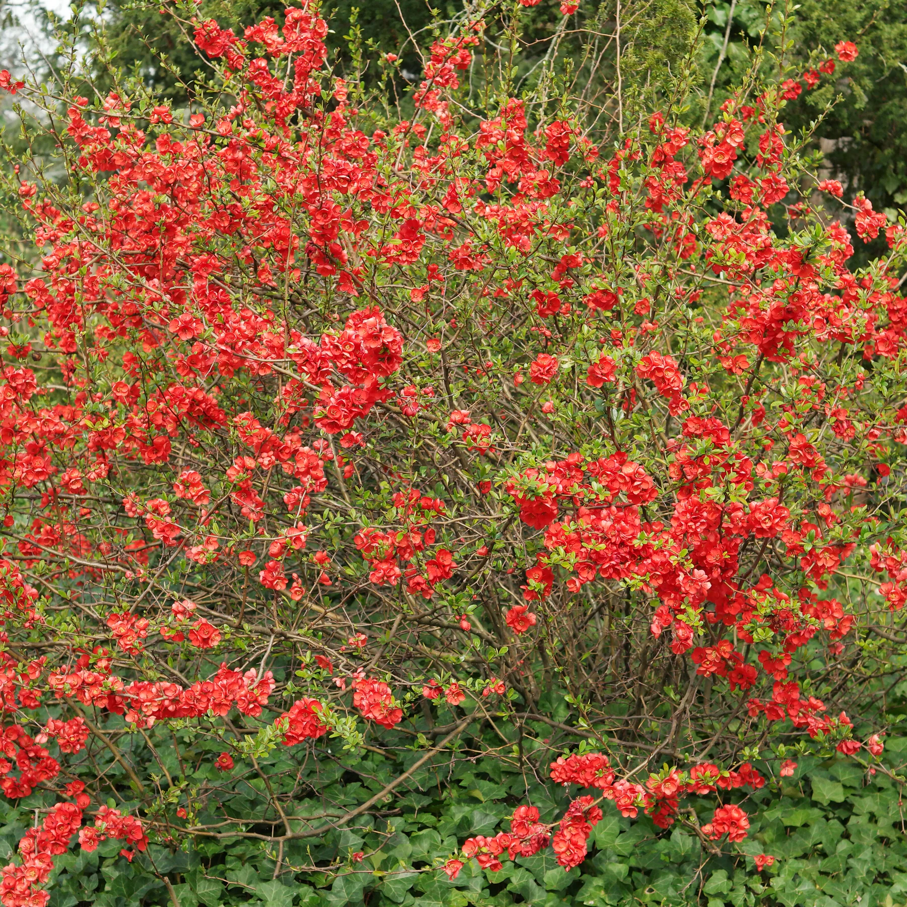 Zierquitte Chaenomeles japonica