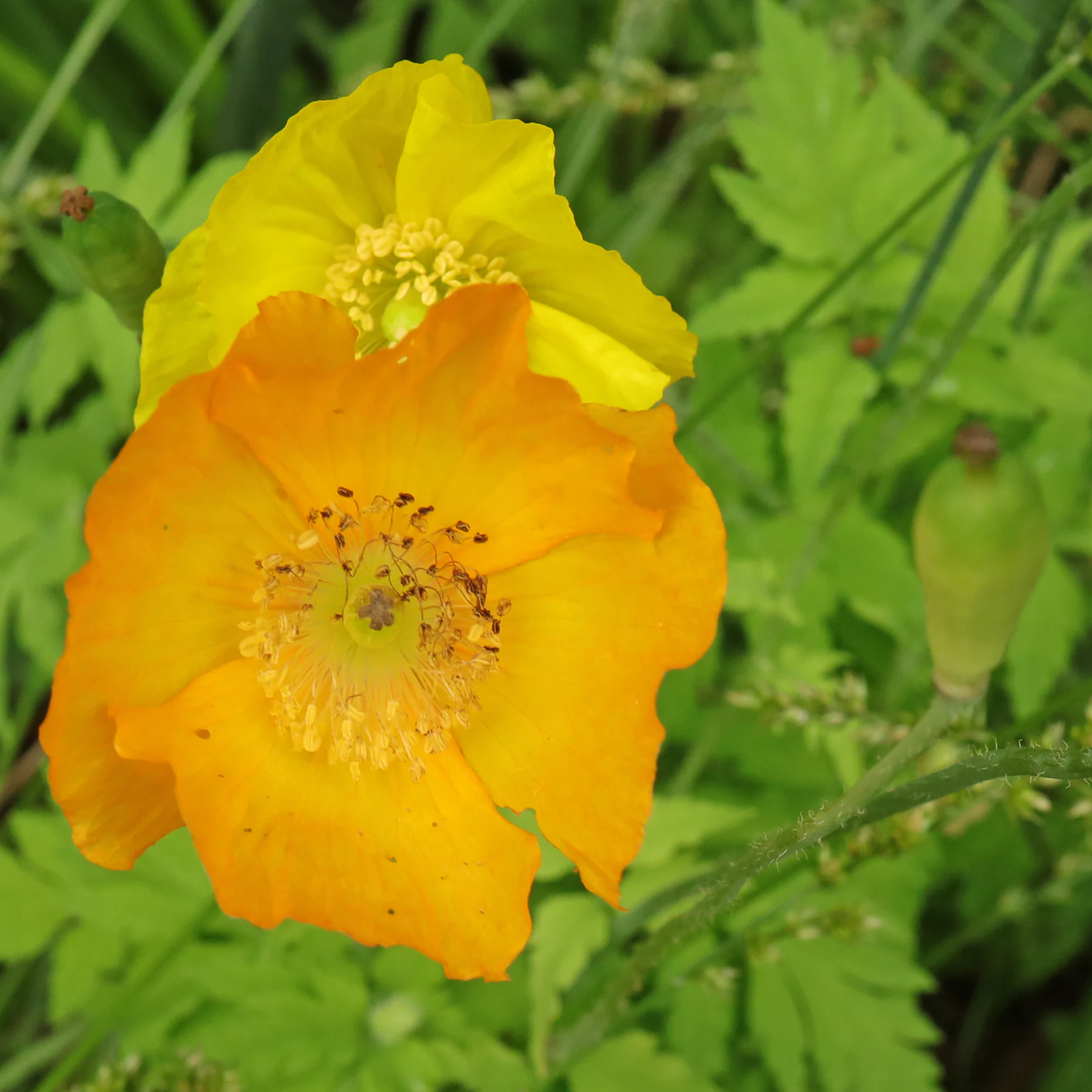 Papaver cambricum Blüten