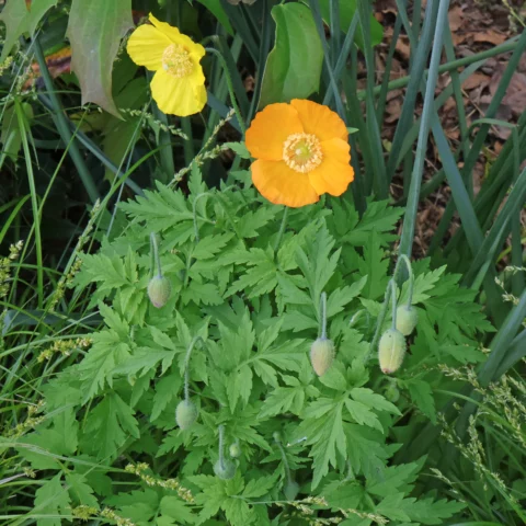 Papaver cambricum Wald Scheinmohn