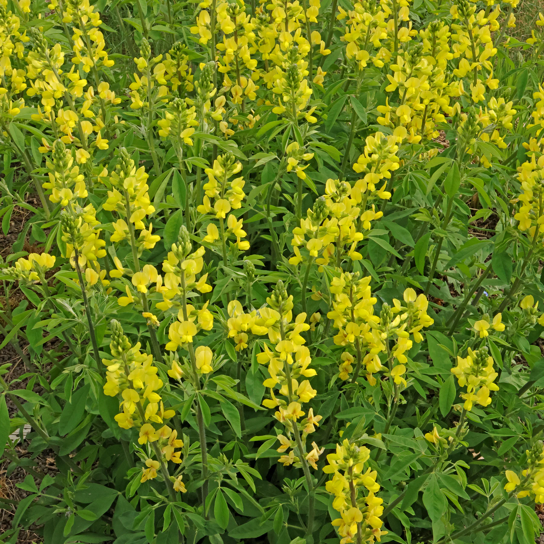 Thermopsis lanceolata Blüten