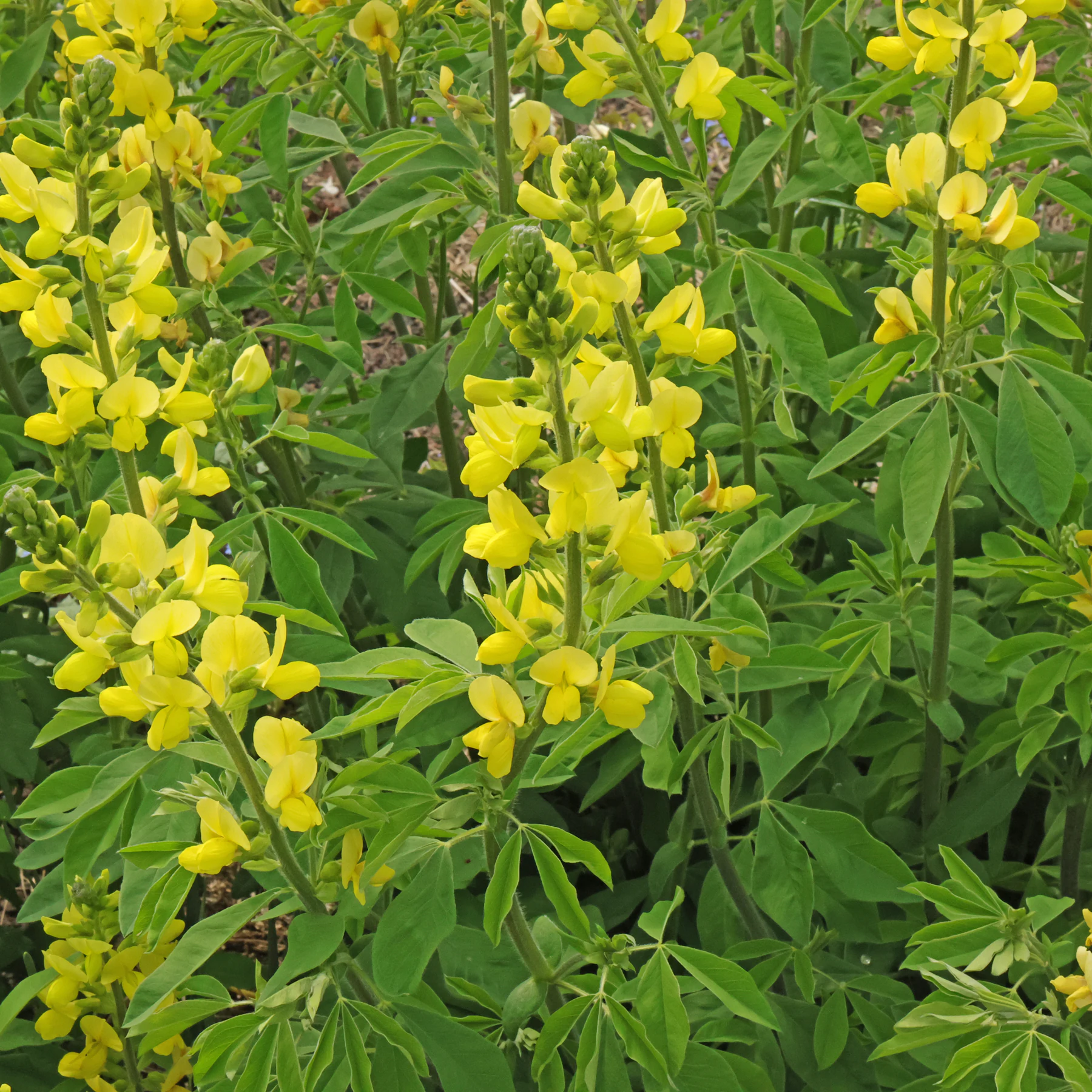 Thermopsis lanceolata Fuchsbohne