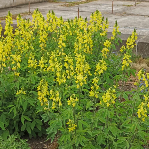 Thermopsis lanceolata Goldlupine