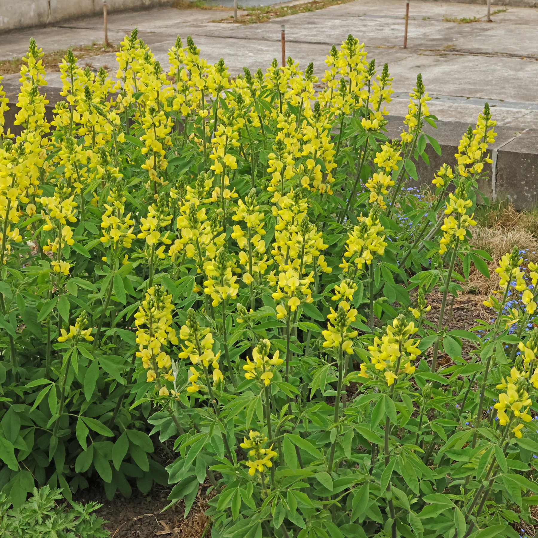 Thermopsis lanceolata Goldlupine