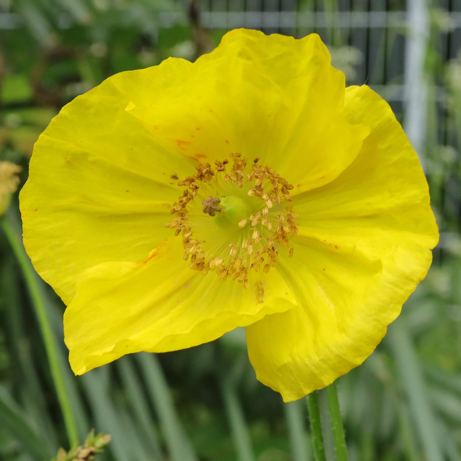 Wald Scheinmohn Blüte