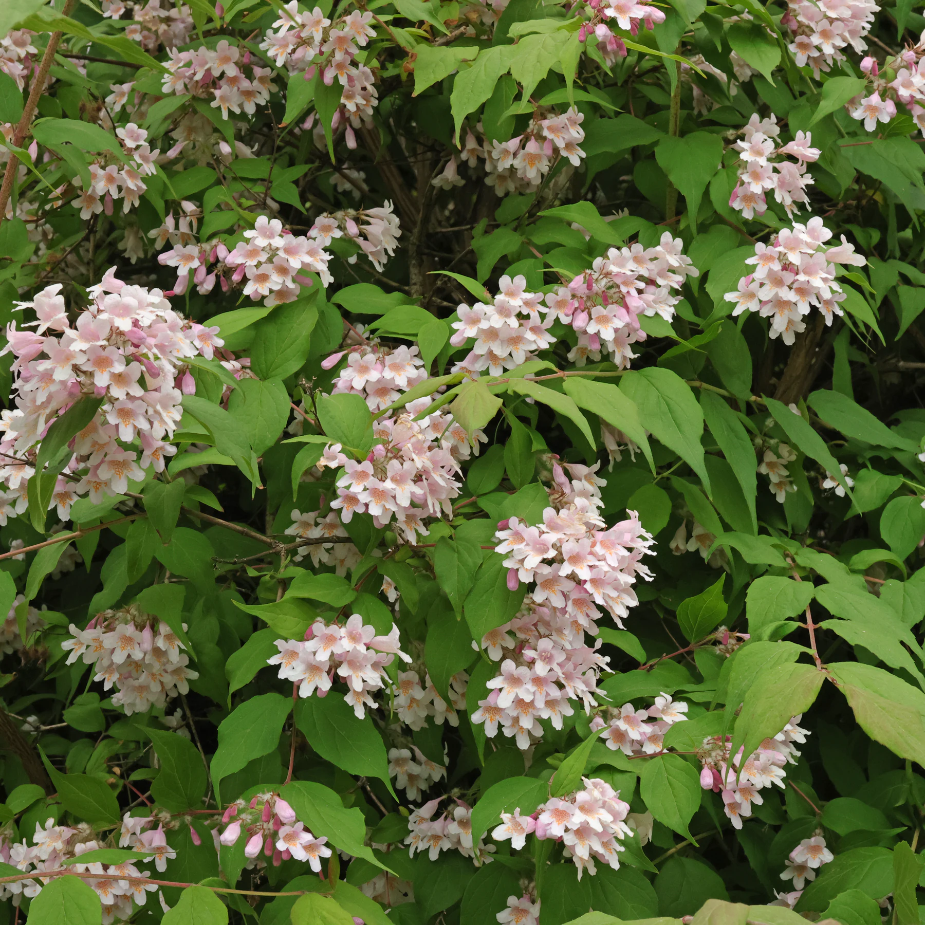 Blüten Kolkwitzia amabilis