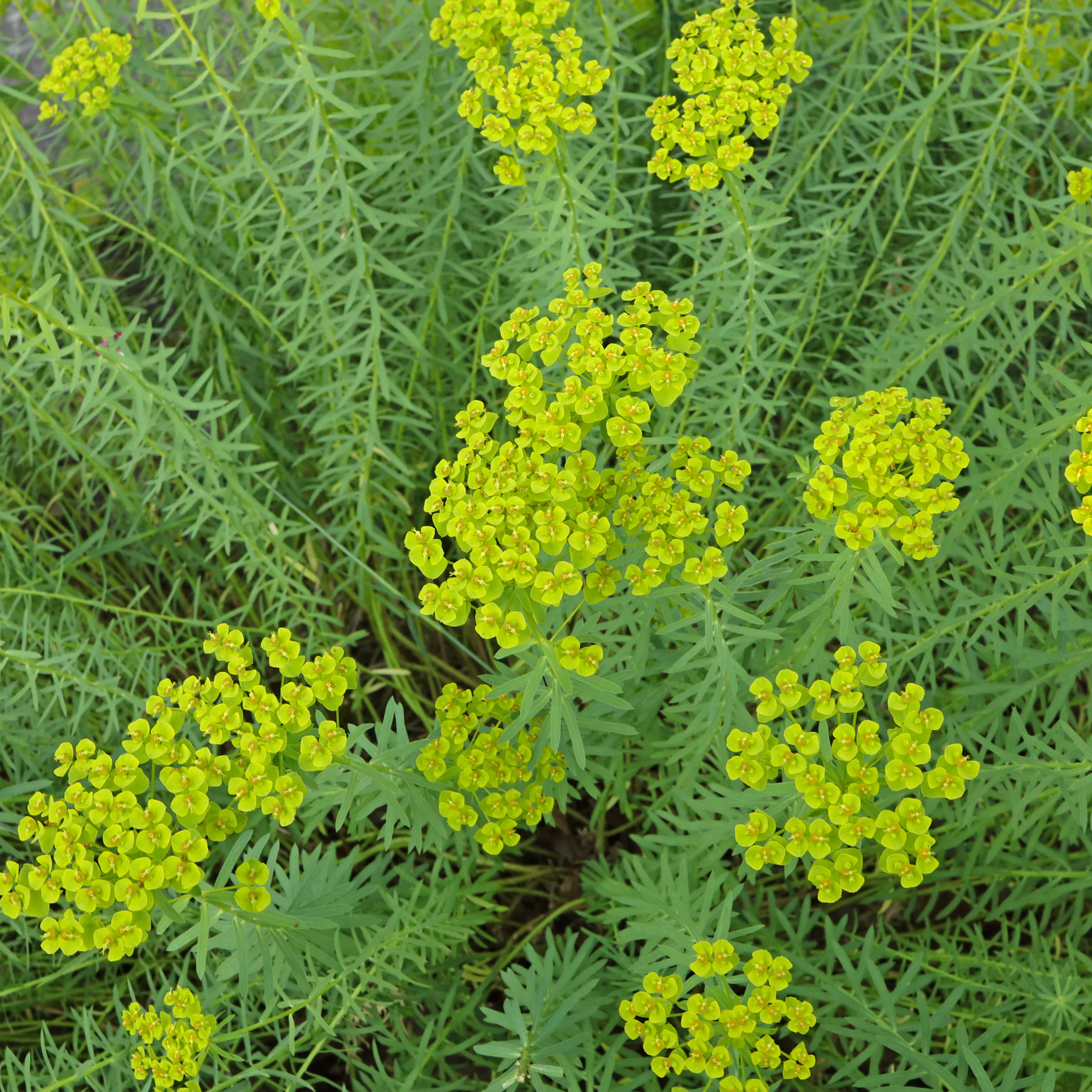 Euphorbia seguieriana Blüten