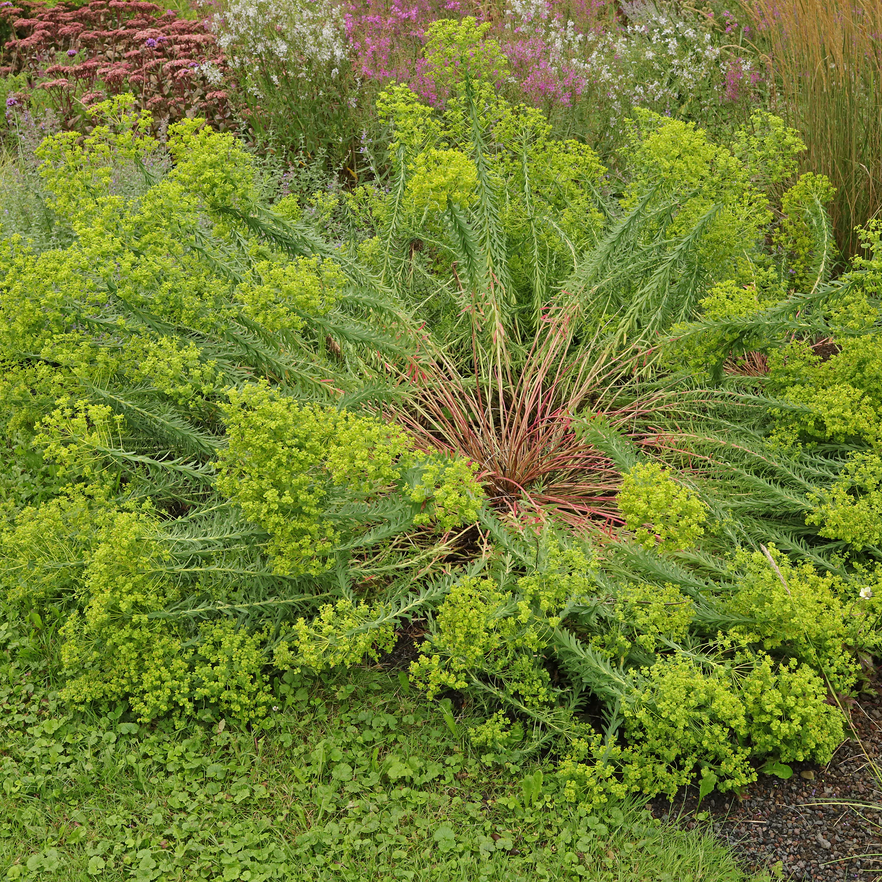 Euphorbia seguieriana Steppen Wolfsmilch