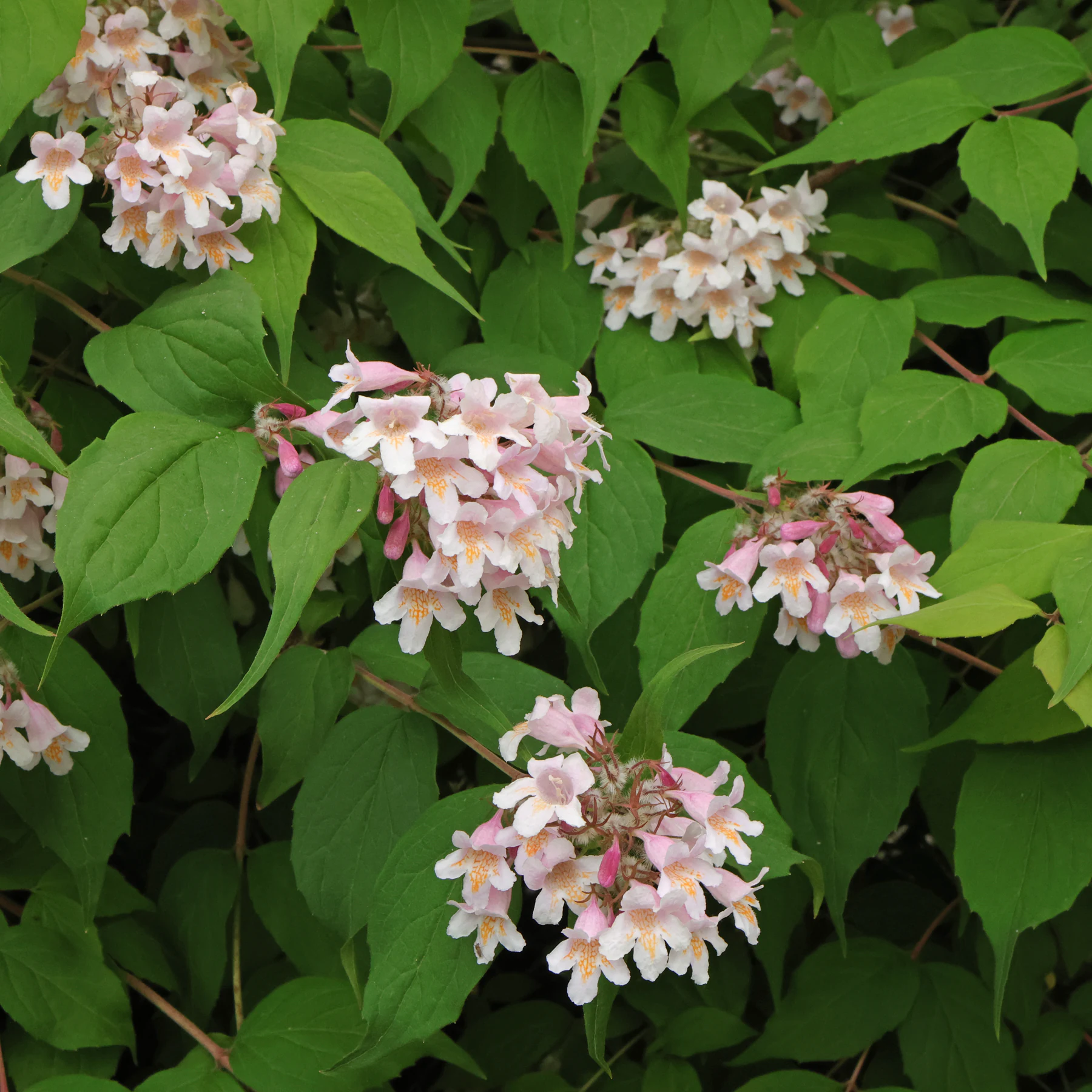 Kolkwitzia amabilis Blüten