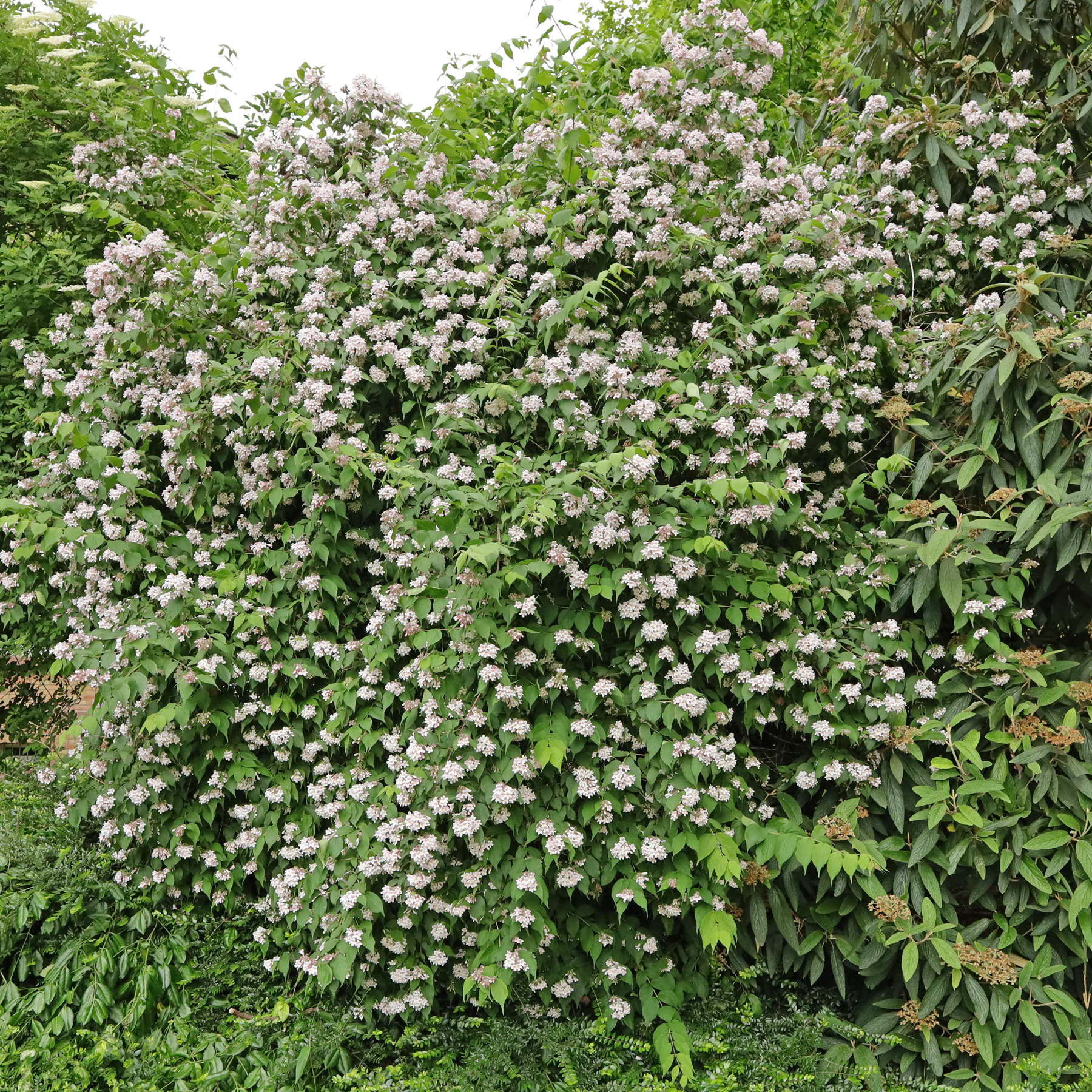 Kolkwitzie Perlmuttstrauch