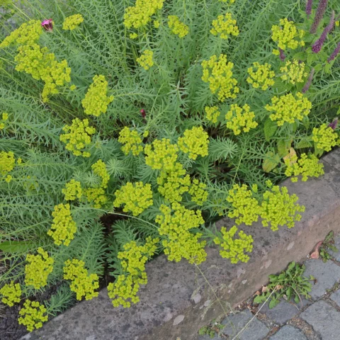 Steppen Wolfsmilch Blüten