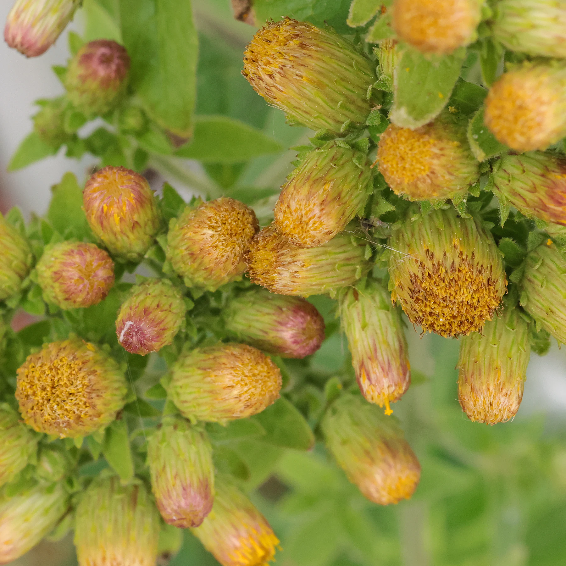 Dürrwurz Alant Blüten