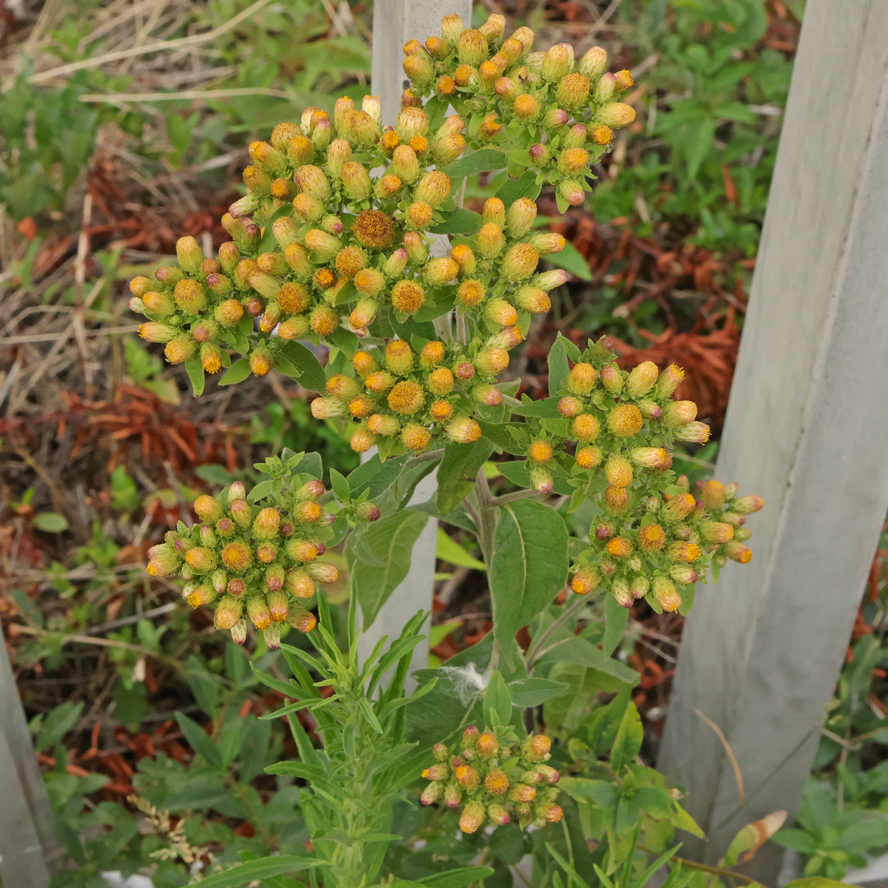Pentanema squarrosum Dürrwurz
