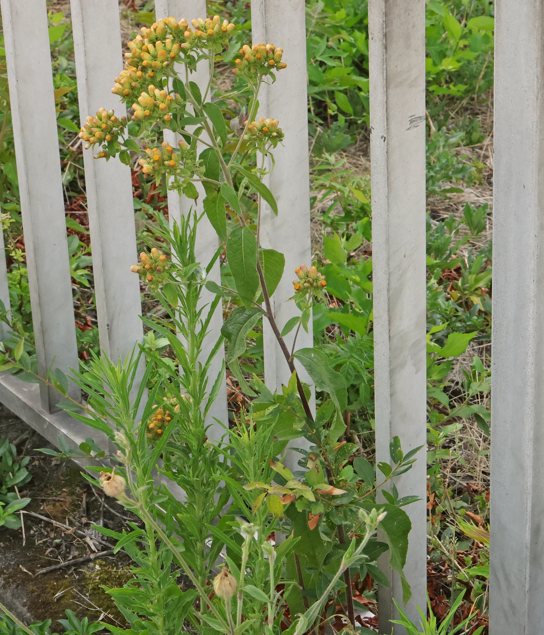 Pentanema squarrosum Inula conyzae