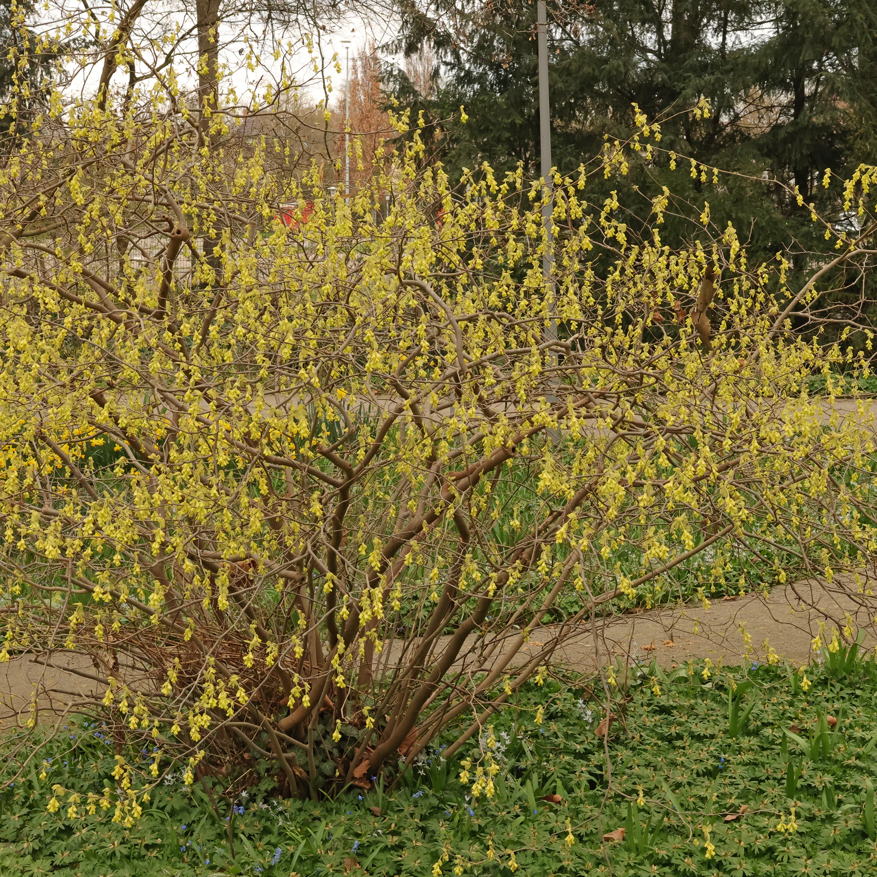 Corylopsis spicata Ährige Scheinhasel