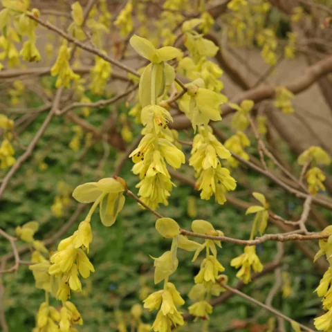 Corylopsis spicata Scheinhasel