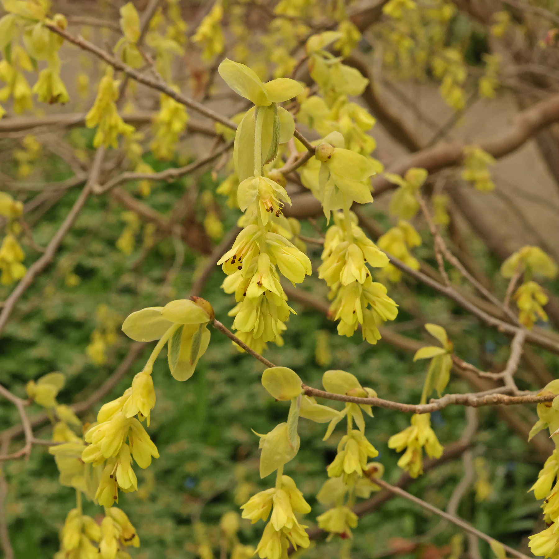Corylopsis spicata Scheinhasel