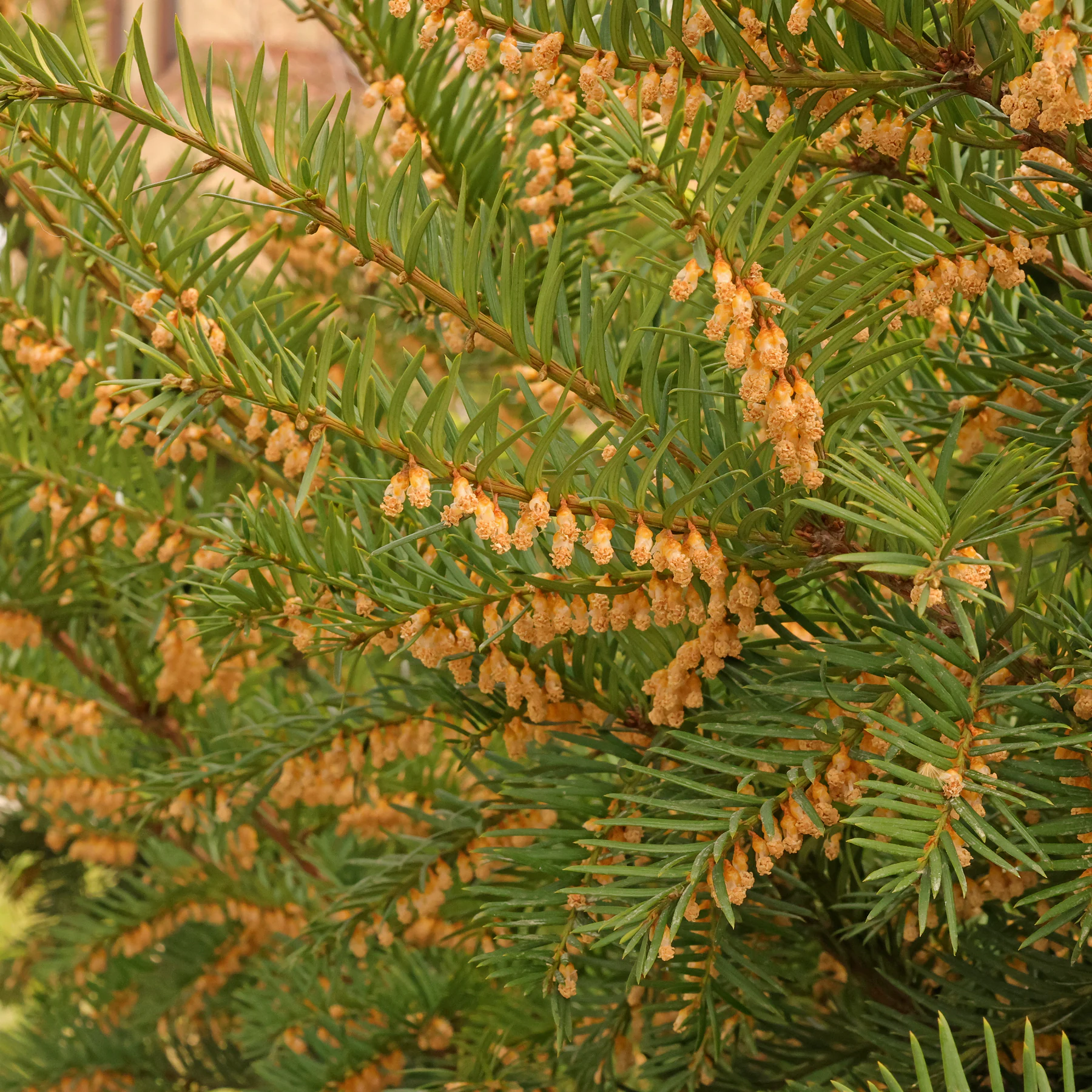 Eibe Zweige männliche Blüten