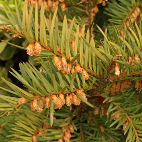 Eibe männliche Blüten