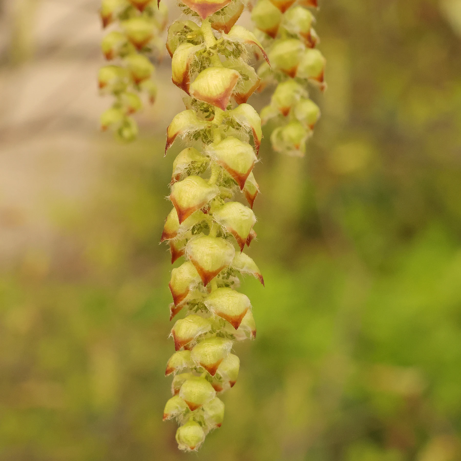 Hainbuche Blüten männlich