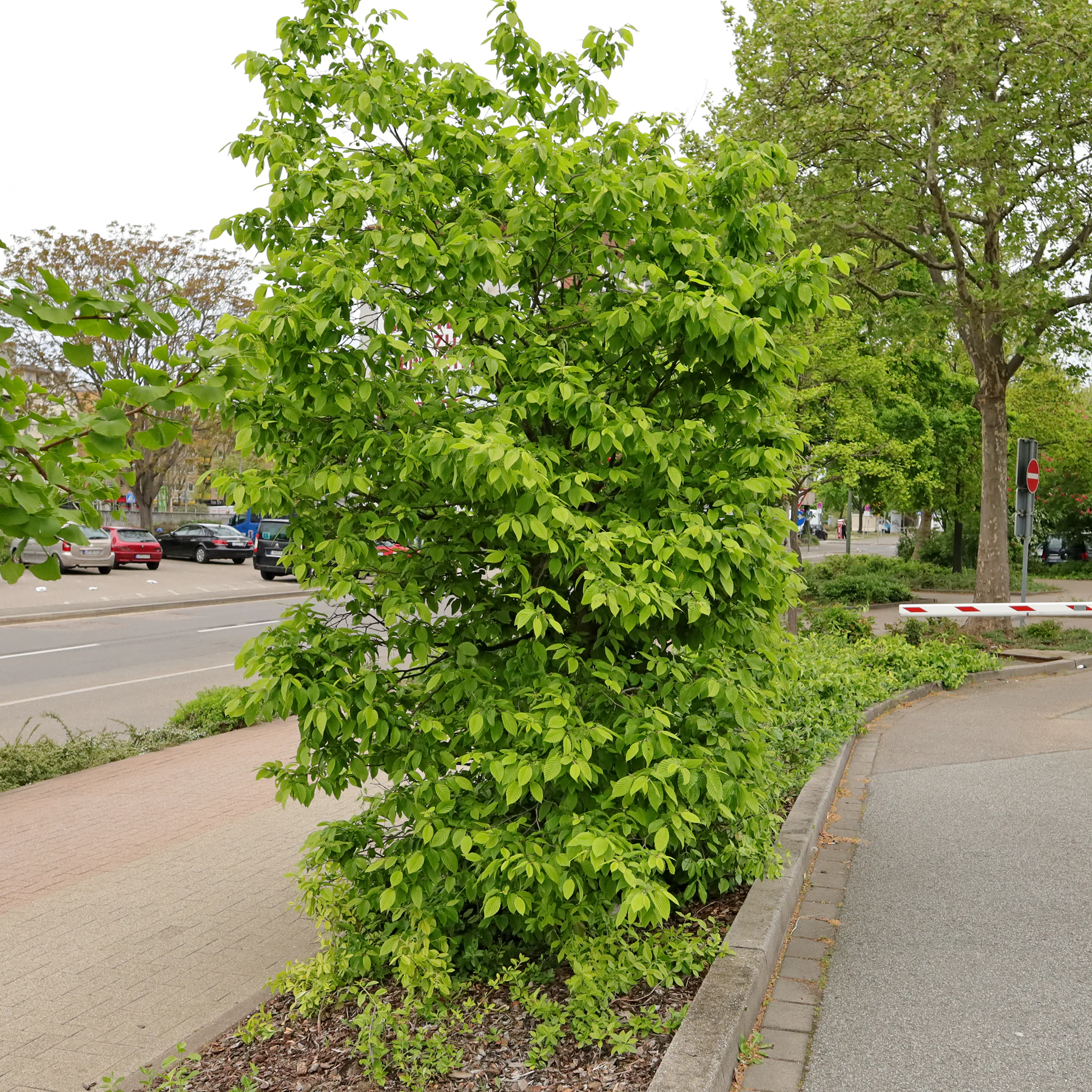 Hainbuche Carpinus betulus
