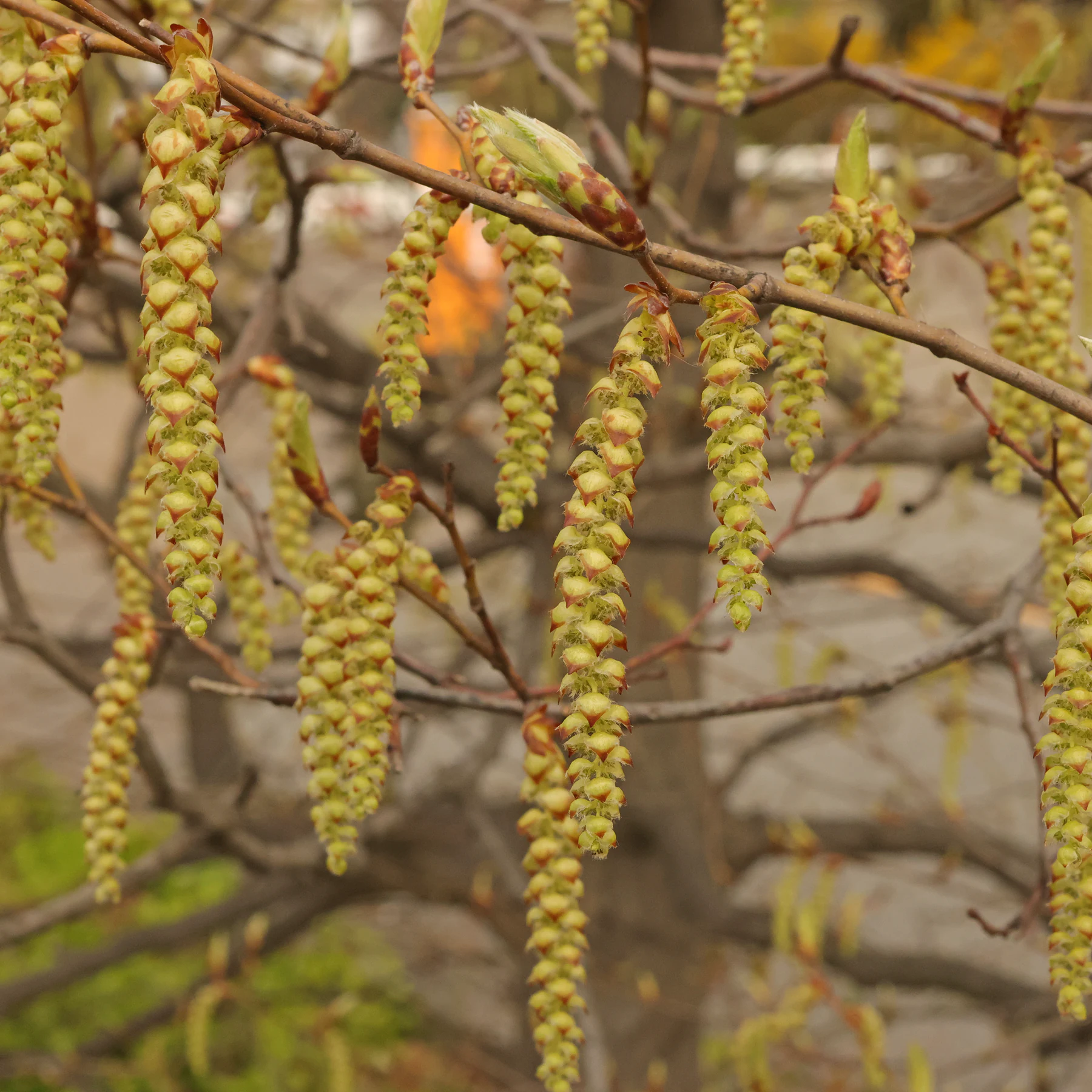 Hainbuche Kätzchen männlich